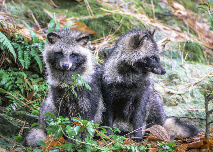 Tanuki